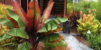 Tropical Retreat